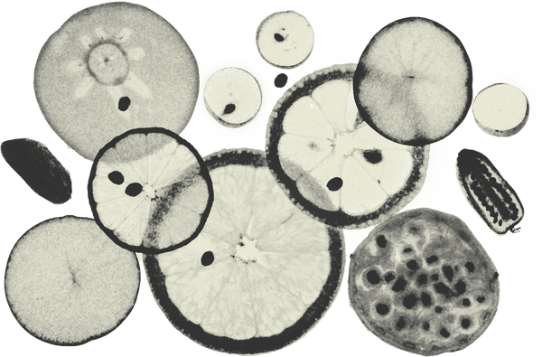 Duotone Rough Photocopied Sliced Citrus