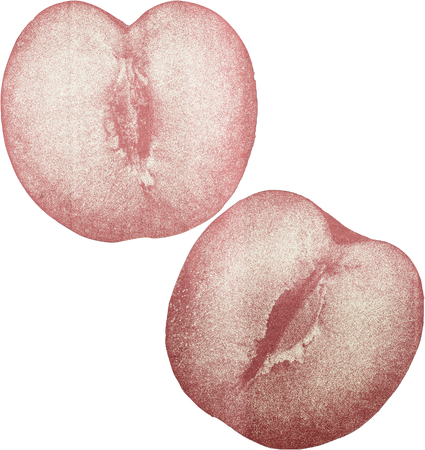 Duotone Rough Photocopied Sliced Peach